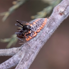 Icerya acaciae at Bruce, ACT - 3 Dec 2025 by AlisonMilton