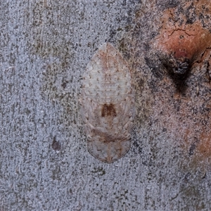 Stenocotis depressa (Leafhopper) at Bruce, ACT - 3 Dec 2025 by AlisonMilton