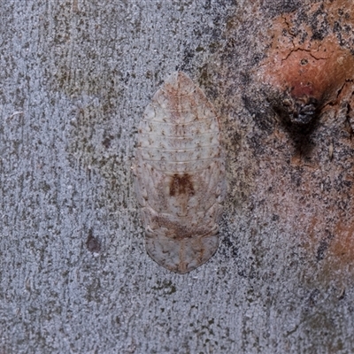 Stenocotis depressa (Leafhopper) at Bruce, ACT - 3 Dec 2025 by AlisonMilton