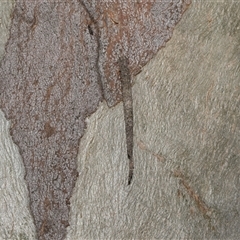 Conoeca guildingi (A case moth) at Hawker, ACT - 4 Dec 2025 by AlisonMilton