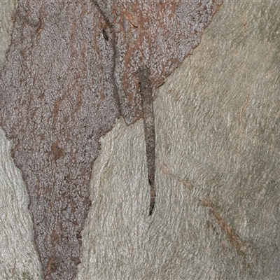 Conoeca guildingi (A case moth) at Hawker, ACT - 4 Dec 2025 by AlisonMilton