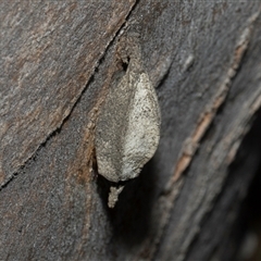 Hyalarcta nigrescens (Ribbed Case Moth) at Hawker, ACT - 4 Dec 2025 by AlisonMilton