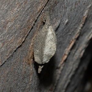 Hyalarcta nigrescens (Ribbed Case Moth) at Hawker, ACT - 4 Dec 2025 by AlisonMilton