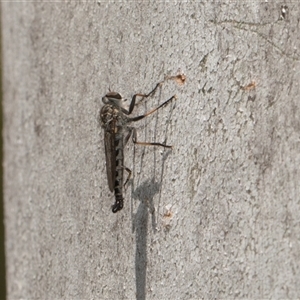 Cerdistus sp. (genus) at Hawker, ACT - 4 Dec 2025 by AlisonMilton