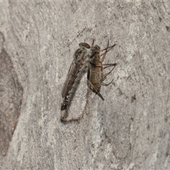 Cerdistus sp. (genus) (Slender Robber Fly) at Hawker, ACT - 4 Dec 2025 by AlisonMilton