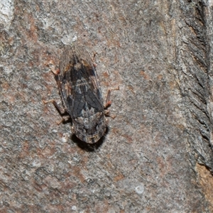 Stenocotis depressa (Leafhopper) at Hawker, ACT - 4 Dec 2025 by AlisonMilton
