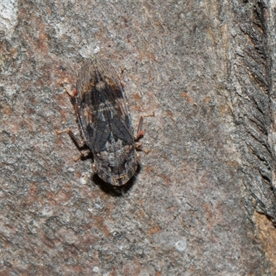 Stenocotis depressa (Leafhopper) at Hawker, ACT - 4 Dec 2025 by AlisonMilton