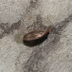 Unverified Brown Lacewing (Hemerobiidae) at Hawker, ACT - 4 Dec 2025 by AlisonMilton