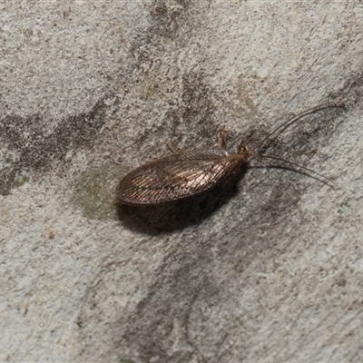 Unverified Brown Lacewing (Hemerobiidae) at Hawker, ACT - 4 Dec 2025 by AlisonMilton