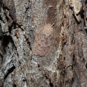 Unverified Concealer moth (Oecophoridae) at Hawker, ACT - 4 Dec 2025 by AlisonMilton