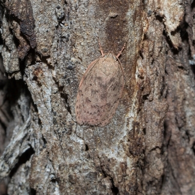 Garrha costimacula at Hawker, ACT - 4 Dec 2025 by AlisonMilton