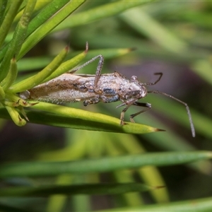Unverified Assassin bug (Reduviidae) at Hawker, ACT - 4 Dec 2025 by AlisonMilton