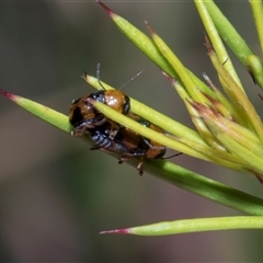 Aporocera (Aporocera) jocosa (Leaf beetle) at Hawker, ACT - 4 Dec 2025 by AlisonMilton