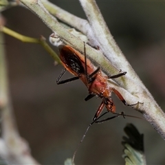 Gminatus australis (Orange assassin bug) at Hawker, ACT - 4 Dec 2025 by AlisonMilton