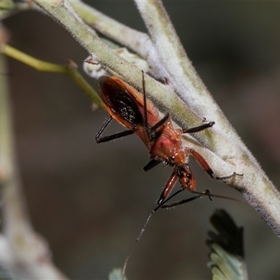 Gminatus australis (Orange assassin bug) at Hawker, ACT - 4 Dec 2025 by AlisonMilton