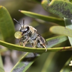 Leioproctus (Leioproctus) amabilis (A plaster bee) at Bruce, ACT - 3 Dec 2025 by AlisonMilton