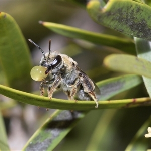Leioproctus (Leioproctus) amabilis (A plaster bee) at Bruce, ACT - 3 Dec 2025 by AlisonMilton