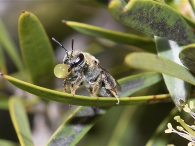 Leioproctus (Leioproctus) amabilis (A plaster bee) at Bruce, ACT - 3 Dec 2025 by AlisonMilton