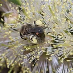Leioproctus (Leioproctus) amabilis (A plaster bee) at Bruce, ACT - 3 Dec 2025 by AlisonMilton