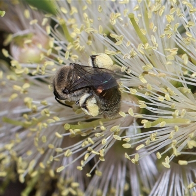 Leioproctus (Leioproctus) amabilis (A plaster bee) at Bruce, ACT - 3 Dec 2025 by AlisonMilton