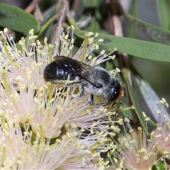 Megachile erythropyga (Resin Bee) at Bruce, ACT - 3 Dec 2025 by AlisonMilton
