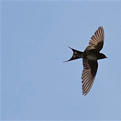 Hirundo neoxena at Braidwood, NSW - 6 Dec 2025 by MatthewFrawley