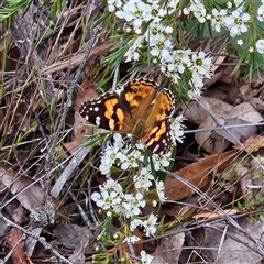 Vanessa kershawi (Australian Painted Lady) at Bombay, NSW - 6 Dec 2025 by MatthewFrawley