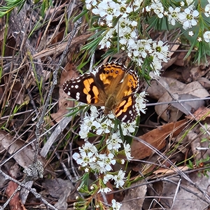 Vanessa kershawi (Australian Painted Lady) at Bombay, NSW - Today by MatthewFrawley