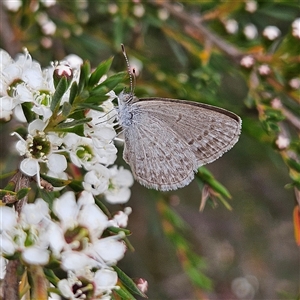 Zizina otis (Common Grass-Blue) at Bombay, NSW - Today by MatthewFrawley