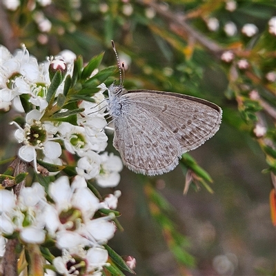 Zizina otis (Common Grass-Blue) at Bombay, NSW - 6 Dec 2025 by MatthewFrawley