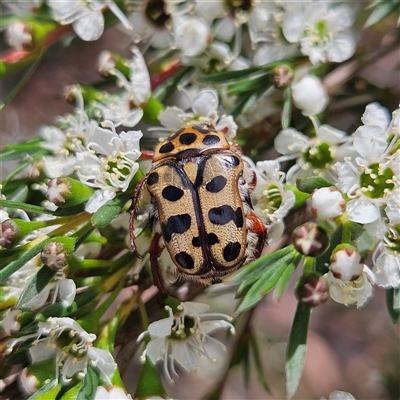 Neorrhina punctatum (Spotted flower chafer) at Bombay, NSW - 6 Dec 2025 by MatthewFrawley