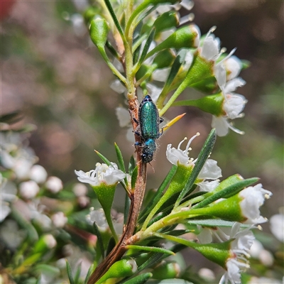 Phlogistus sp. (genus) (Clerid beetle) at Bombay, NSW - 6 Dec 2025 by MatthewFrawley