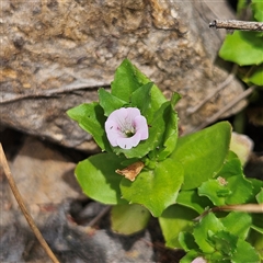 Gratiola peruviana (Australian Brooklime) at Bombay, NSW - 6 Dec 2025 by MatthewFrawley