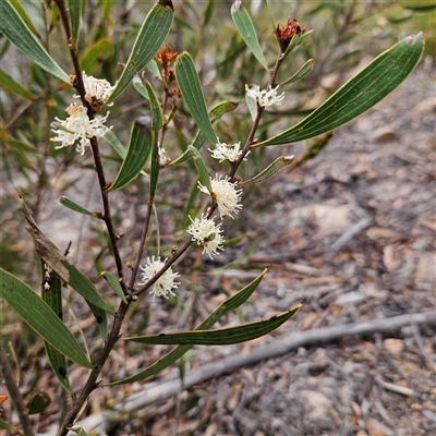 Hakea dactyloides at Bombay, NSW - 6 Dec 2025 by MatthewFrawley