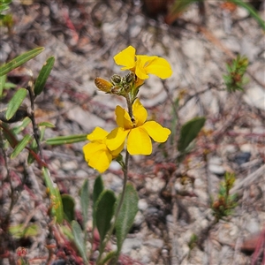 Goodenia bellidifolia subsp. bellidifolia at Bombay, NSW - Today by MatthewFrawley