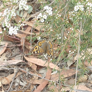 Junonia villida (Meadow Argus) at Bombay, NSW - Today by MatthewFrawley