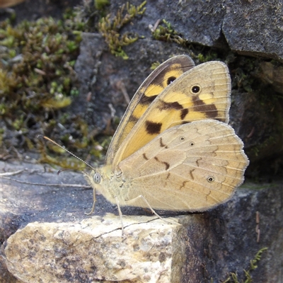 Heteronympha merope (Common Brown Butterfly) at Bombay, NSW - 6 Dec 2025 by MatthewFrawley