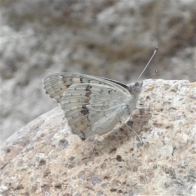 Junonia villida at Bombay, NSW - 6 Dec 2025 by MatthewFrawley