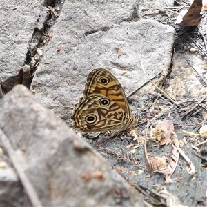 Geitoneura acantha at Bombay, NSW - Today by MatthewFrawley