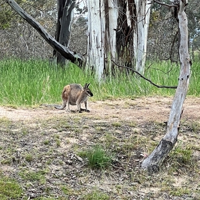 Notamacropus rufogriseus (Red-necked Wallaby) at Throsby, ACT - 22 Nov 2025 by JimL