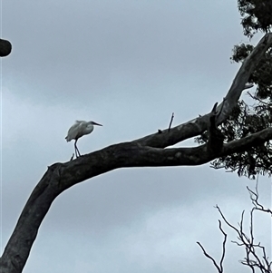 Ardea alba at Throsby, ACT - 22 Nov 2025 by JimL