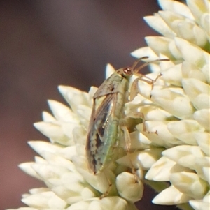 Lygaeidae (family) at Aranda, ACT - 2 Dec 2025 by CathB