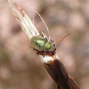 Edusella puberula (Leaf beetle) at Aranda, ACT - 2 Dec 2025 by CathB