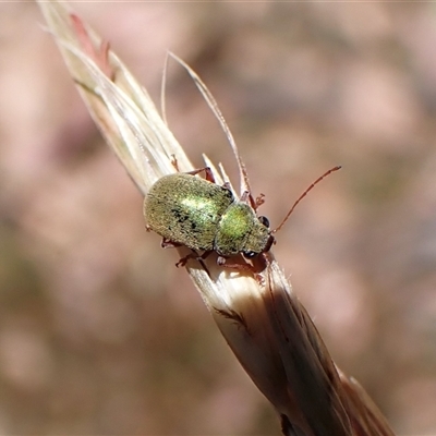 Edusella puberula (Leaf beetle) at Aranda, ACT - 2 Dec 2025 by CathB