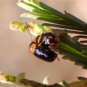 Aporocera (Aporocera) viridipennis (A leaf beetle) at Aranda, ACT - 2 Dec 2025 by CathB