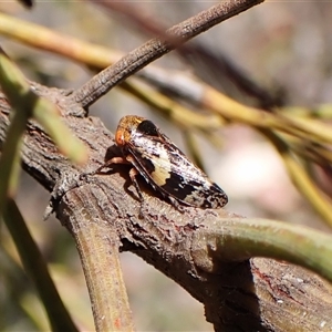 Eurymeloides adspersa (Gumtree hopper) at Cook, ACT - 29 Nov 2025 by CathB