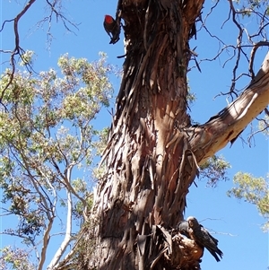 Callocephalon fimbriatum (identifiable birds) (Gang-gang Cockatoo (named birds)) at Cook, ACT - 3 Dec 2025 by CathB