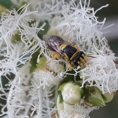 Hylaeus (Euprosopis) elegans (Harlequin Bee) at Hall, ACT - 6 Dec 2025 by Anna123