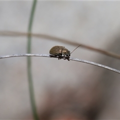Edusella sp. (genus) (A leaf beetle) at Captains Flat, NSW - 6 Dec 2025 by Csteele4