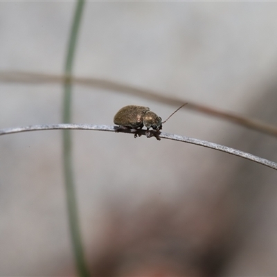 Edusella sp. (genus) (A leaf beetle) at Captains Flat, NSW - 6 Dec 2025 by Csteele4